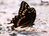 Papilio palamedes