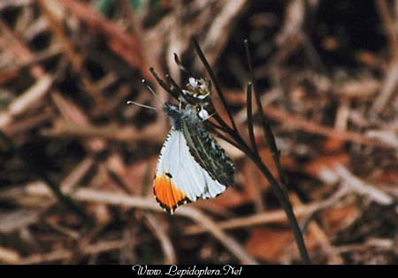 Anthocharis midea - Falcate Orangetip, Macho, Copyright 1999 - 2002,  Dave Morgan