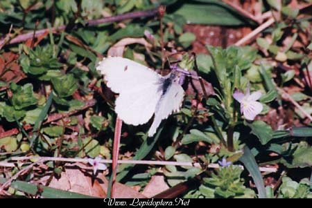 Anthocharis midea - Falcate Orangetip, Copyright 1999 - 2002,  Dave Morgan