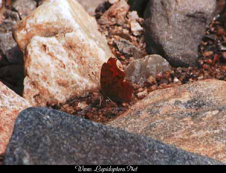 Polygonia interrogationis - Question Mark, Copyright 1999 - 2002,  Dave Morgan