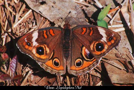 Junonia coenia - Buckeye, Copyright 1999 - 2002,  Dave Morgan