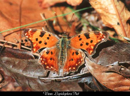 Polygonia comma - Eastern Comma, Copyright 1999 - 2002,  Dave Morgan