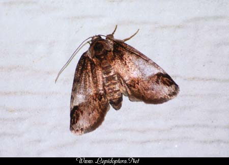 Baileya australis - Small Baileya, Copyright 1999 - 2002,  Dave Morgan