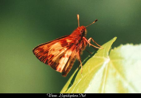 Poanes zabulon - Zabulon Skipper, Copyright 1999 - 2002,  Dave Morgan