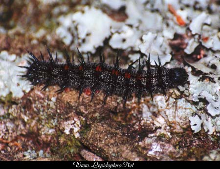 Nymphalis antiopa - Mourning Cloak, Larva, Copyright 1999 - 2002,  Dave Morgan