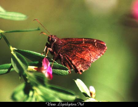 Thorybes pylades - Northern Cloudywing, Copyright 1999 - 2002,  Dave Morgan