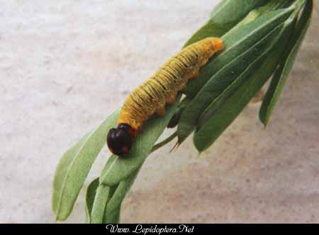 Epargyreus clarus - Sliver-spotted Skipper, Larva, Copyright 1999 - 2002,  Dave Morgan