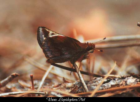 Poanes zabulon - Zabulon Skipper, Hembra, Copyright 1999 - 2002,  Dave Morgan