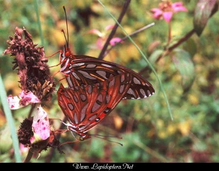 Agraulis vanillae - Gulf Fritillary, En Copula, Copyright 1999 - 2002,  Dave Morgan