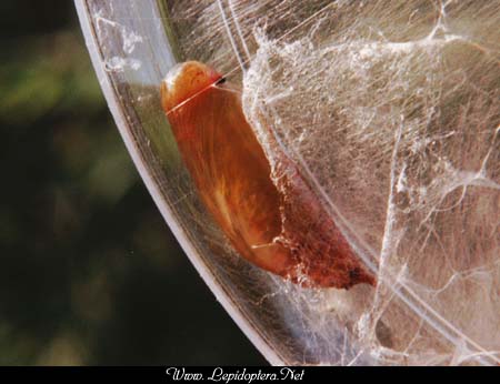 Epargyreus clarus - Sliver-spotted Skipper, Copyright 1999 - 2002,  Dave Morgan