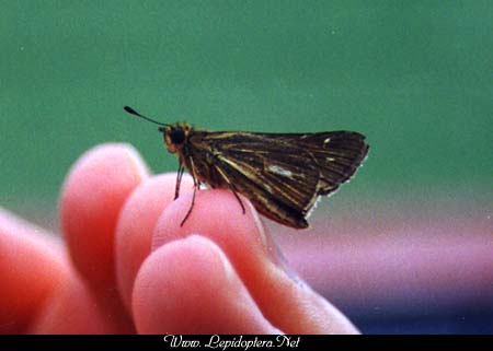 Panoquina panoquin - Salt Marsh Skipper, Copyright 1999 - 2002,  Dave Morgan