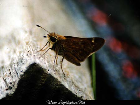 Hesperia meskei - Dixie Skipper, Copyright 1999 - 2002,  Dave Morgan