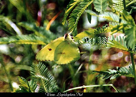 Phoebis sennae - Cloudless Sulphur, Ovipositing, Copyright 1999 - 2002,  Dave Morgan