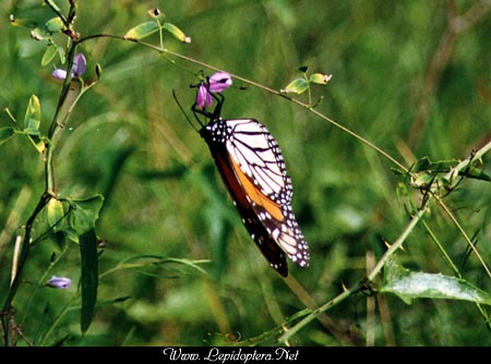 Danaus plexippus - Monarch, Copyright 1999 - 2002,  Dave Morgan