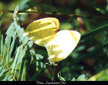 Eurema lisa - Little Yellow, En copula, Copyright 1999 - 2002,  Dave Morgan