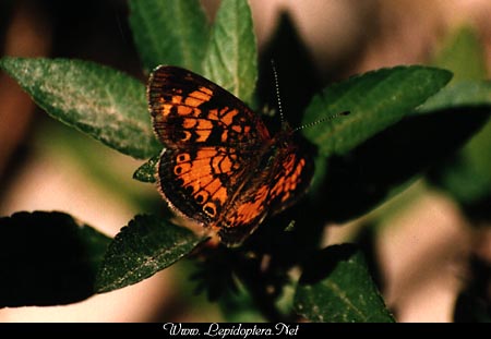 Phyciodes tharos - Pearl Crescent, Copyright 1999 - 2002,  Dave Morgan