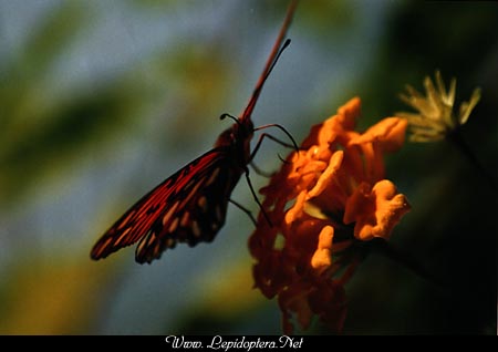 Agraulis vanillae - Gulf Fritillary, Copyright 1999 - 2002,  Dave Morgan