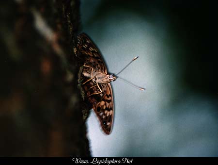 Asterocampa celtis - Hackberry Butterfly, Copyright 1999 - 2002,  Dave Morgan