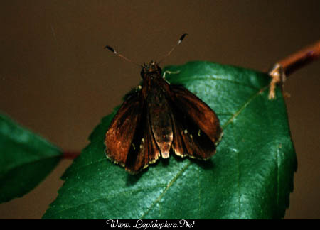 Lerema accius - Clouded Skipper, Copyright 1999 - 2002,  Dave Morgan