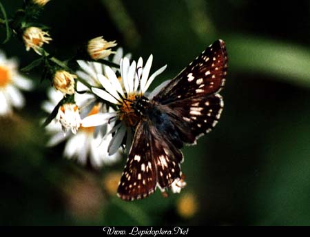 Pyrgus communis - Checkered Skipper, Copyright 1999 - 2002,  Dave Morgan