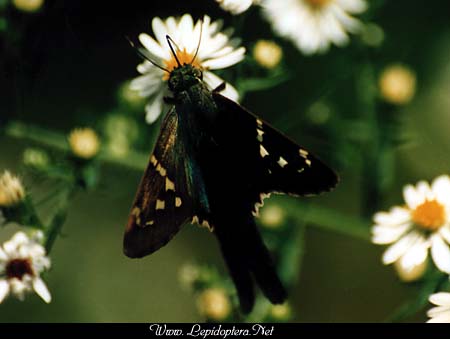 Urbanus proteus - Long-tailed Skipper, Copyright 1999 - 2002,  Dave Morgan