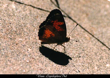 Phyciodes tharos - Pearl Crescent, Copyright 1999 - 2002,  Dave Morgan