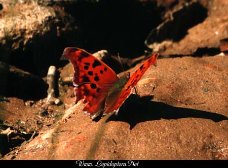 Polygonia interrogationis - Question Mark, Copyright 1999 - 2002,  Dave Morgan