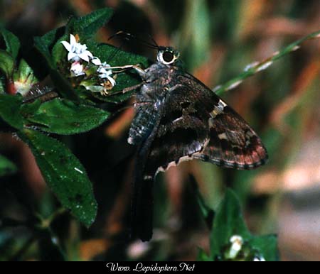 Urbanus proteus - Long-tailed Skipper, Copyright 1999 - 2002,  Dave Morgan