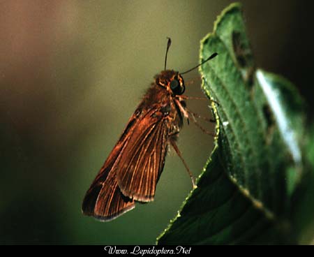 Panoquina ocola - Ocola Skipper, Copyright 1999 - 2002,  Dave Morgan