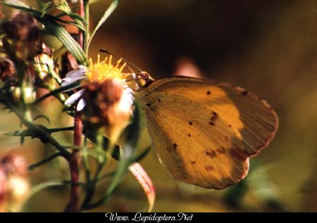 Eurema lisa - Little Yellow, Copyright 1999 - 2002,  Dave Morgan