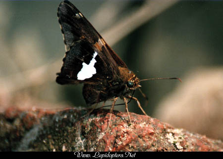 Epargyreus clarus - Sliver-spotted Skipper, Copyright 1999 - 2002,  Dave Morgan