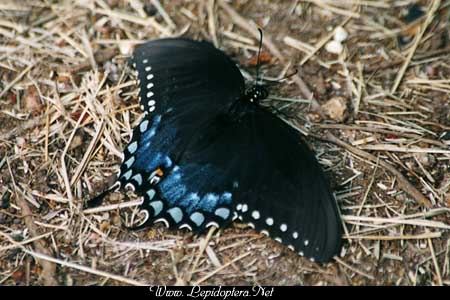 Papilio troilus - Spicebush Swallowtail, Copyright 1999 - 2002,  Dave Morgan