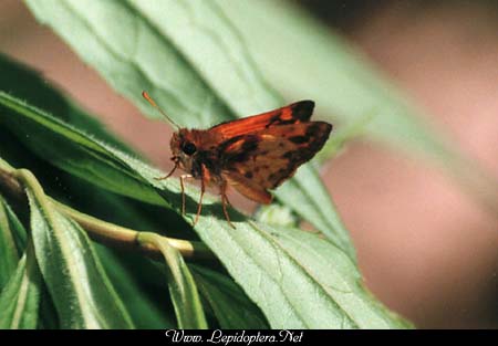 Poanes zabulon - Zabulon Skipper, Copyright 1999 - 2002,  Dave Morgan