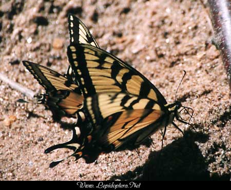 Papilio glaucus - Tiger Swallowtail, Copyright 1999 - 2002,  Dave Morgan