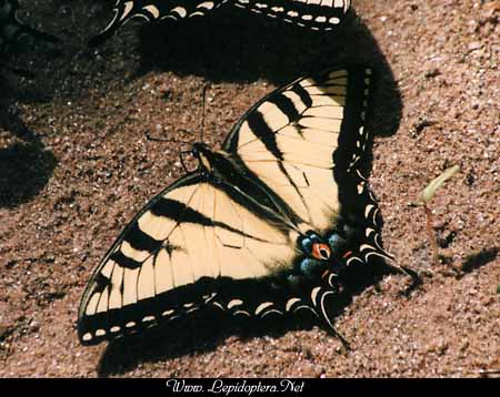 Papilio glaucus - Tiger Swallowtail, Macho, Copyright 1999 - 2002,  Dave Morgan