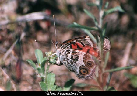 Vanessa virginiensis - American Lady, Ovipositing, Copyright 1999 - 2002,  Dave Morgan