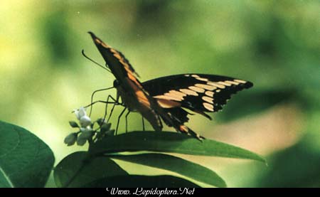 Papilio cresphontes - Giant Swallowtail, Copyright 1999 - 2002,  Dave Morgan