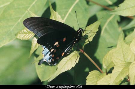 Battus philenor - Pipevine Swallowtail, Copyright 1999 - 2002,  Dave Morgan