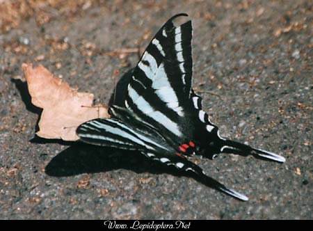 Eurytides marcellus - Zebra Swallowtail, Copyright 1999 - 2002,  Dave Morgan