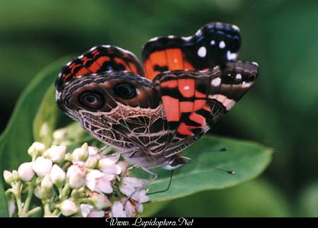 Vanessa virginiensis - American Lady, Copyright 1999 - 2002,  Dave Morgan