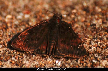 Erynnis horatius - Horace's Duskywing, Copyright 1999 - 2002,  Dave Morgan