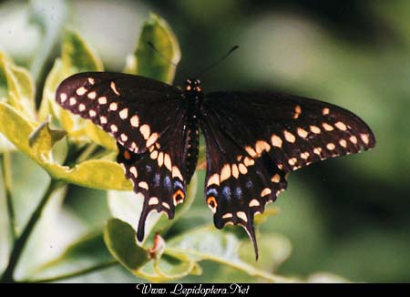 Papilio polyxenes - Black Swallowtail, Copyright 1999 - 2002,  Dave Morgan
