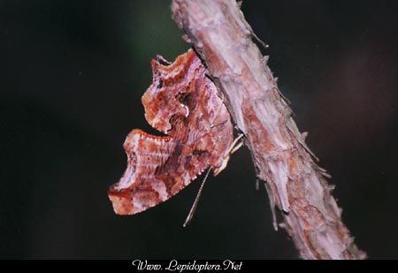 Polygonia comma - Eastern Comma, Copyright 1999 - 2002,  Dave Morgan