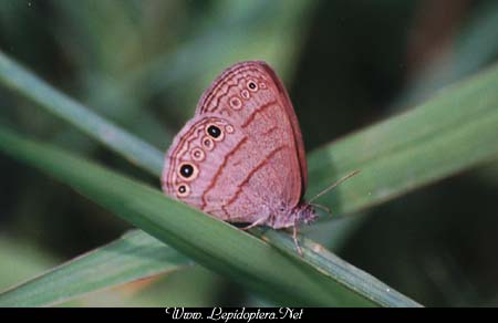 Hermeuptychia sosybius - Carolina Satyr, Copyright 1999 - 2002,  Dave Morgan