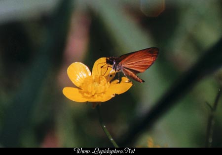 Ancyloxypha numitor - Least Skipper, Copyright 1999 - 2002,  Dave Morgan