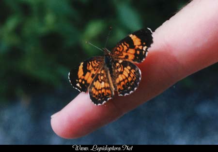 Chlosyne nycteis - Silvery Checkerspot, Copyright 1999 - 2002,  Dave Morgan