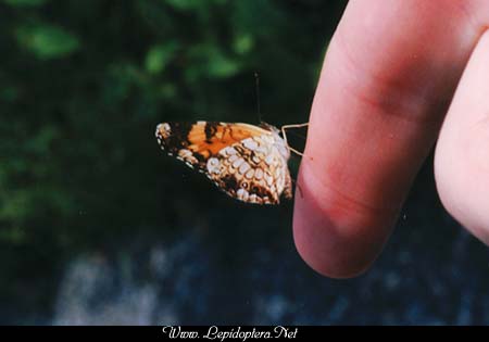 Chlosyne nycteis - Silvery Checkerspot, Copyright 1999 - 2002,  Dave Morgan