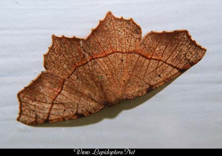 Besma quercivoraria - Oak Besma, Copyright 1999 - 2002,  Dave Morgan