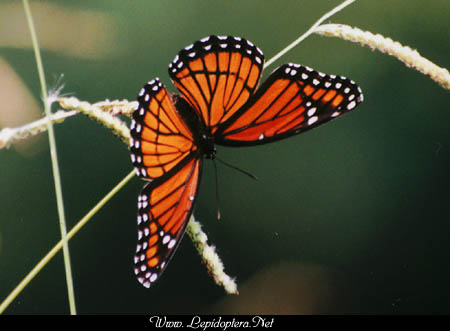 Limenitis archippus - Viceroy, Copyright 1999 - 2002,  Dave Morgan