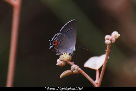 Strymon melinus - Gray Hairstreak, Copyright 1999 - 2002,  Dave Morgan